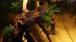 Aquarium Wurzel Versteck