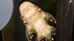 Besatz im Aquarium Wurzel Versteck