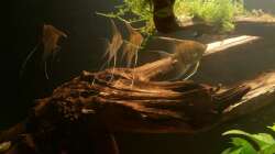 Besatz im Aquarium Wurzel Versteck