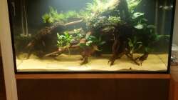 Aquarium Wurzel Versteck