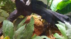 Pflanzen im Aquarium Wurzelwald