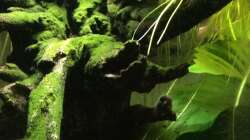 Pflanzen im Aquarium Wurzelwald