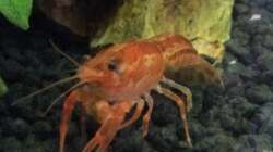 Besatz im Aquarium Wurzelwald