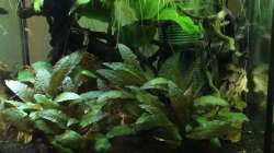 Pflanzen im Aquarium Wurzelwald