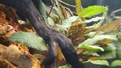 Pflanzen im Aquarium Wurzelwald