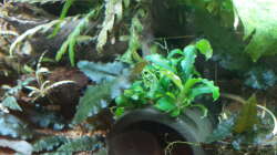 Pflanzen im Aquarium Kleines Gesellschaftsbecken