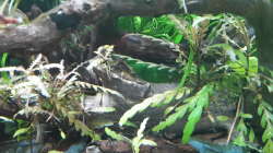 Pflanzen im Aquarium Kleines Gesellschaftsbecken