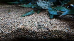 Besatz im Aquarium Kleines Gesellschaftsbecken