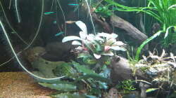 Pflanzen im Aquarium Kleines Gesellschaftsbecken