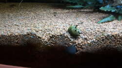 Besatz im Aquarium Kleines Gesellschaftsbecken