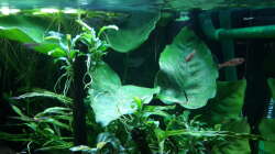 Pflanzen im Aquarium Kleines Gesellschaftsbecken