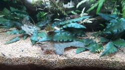 Pflanzen im Aquarium Kleines Gesellschaftsbecken