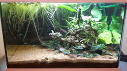 Aquarium Kleines Gesellschaftsbecken