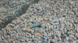 Besatz im Aquarium Kleines Gesellschaftsbecken