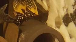 Besatz im Aquarium Südamerikabecken