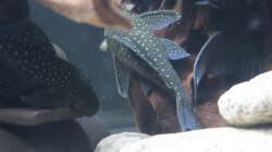 Besatz im Aquarium Südamerikabecken