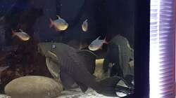 Besatz im Aquarium Südamerikabecken