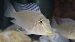 Besatz im Aquarium Südamerikabecken