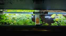 Aquarium Becken 38034