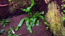 Microsorum diversifolium
