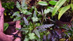 Hygrophila pinnatifida