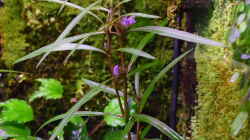 Hygrophila araguaia