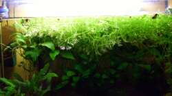 2025 ... Die Wildform ist schwer zu entdecken ...