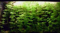 Dezember 2025 - Momentan hat Limnophila die Oberhand ...