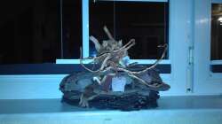 2. Stufe der Schieferterasse nach Fertigstellung.