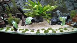 Die übergebliebenen Fische aus dem alten Becken kamen schon nach 2 Wochen schon