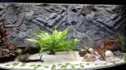 Das Becken ist voll. So sah es aus nachdem die Trübung sich gesetzt hatte.