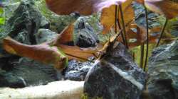 Besatz im Aquarium Marco's Schieferbruch