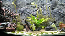 Aquarium Marco's Schieferbruch