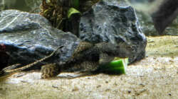 Antennenwels beim Gurkenfestmahl. 