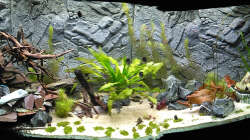 Nach ca. 3 Wochen. Ein Teil der Pflanzen ist schon gewachsen.