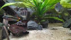 Drei der 8 Trauermantelsalmler. Sehr ruhige und robuste Schwarmfische. Zusammen mit