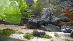 Aquarium Marco's Schieferbruch