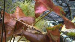 Und weil er so schön ist noch einmal