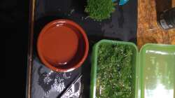 Pflanzen im Aquarium Marco's Schieferbruch