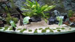 Erste Gurken und Salatfütterung