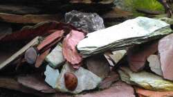 Orange Track Rennschnecke im Einsatz beim Algenvernichten