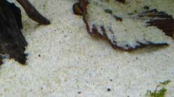 Dekoration im Aquarium Marco's Schieferbruch