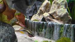 Der Chef des Beckens. Leider blieben von der letzen Niederkunft nur 2 Männchen übrig,