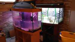 Wasser aus altem 250l Schwesterbecken ins neue Becken um das Ansiedeln der Bakterien