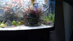 Nach 2 Jahren, frisch gegärtnert