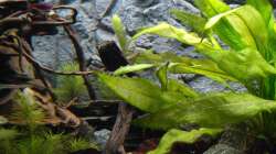 Der Anfang des Schiefergebirges.