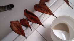 Gesammelte Kastanienblätter beim Trocknen. Auch für mein Garnelenbecken.