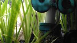 Dennerle CO2 Ansaugkorb mit integriertem Reaktor