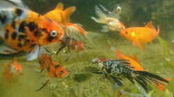 Aquarium Aquarium aussen