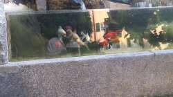 Aquarium Aquarium aussen